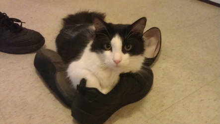 All your shoes are belong to me