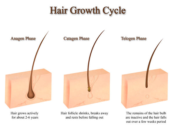 Hair Growth Diagram by polariscaprica on DeviantArt Hair Growth Diagram by polariscaprica on DeviantArt