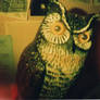 joshua-owl