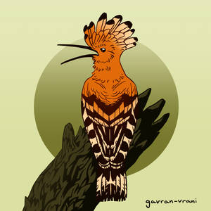 Abstract Hoopoe Explore the Best Hoopoe Art | DeviantArt
