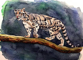 study of a clouded leopard