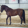 Bay Andalusian Stallion 2