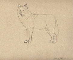 Wolf pencil sketch