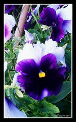 Beaconsfield Pansy