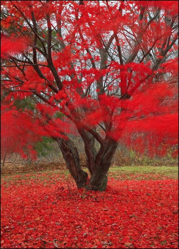 Custom Red Tree red tree by hasan786arts on DeviantArt