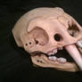 Sabre tooth tiger skull helmet