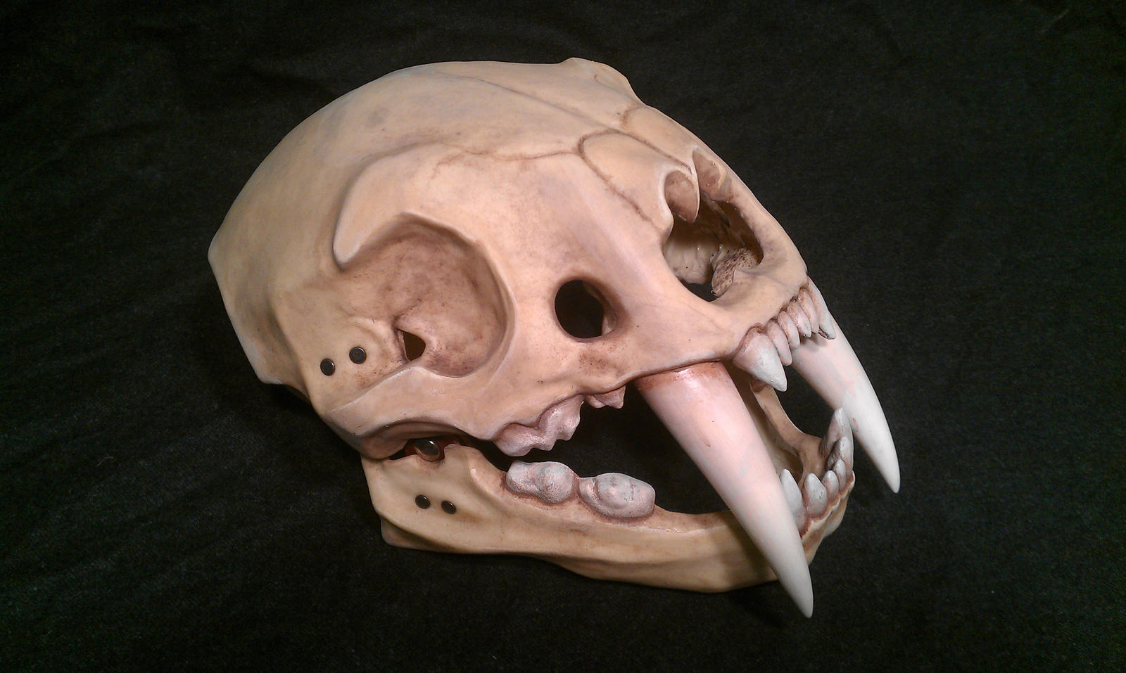 Sabre tooth tiger skull helmet