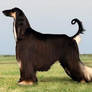 Afghan Hound