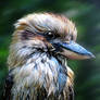 Kookaburra