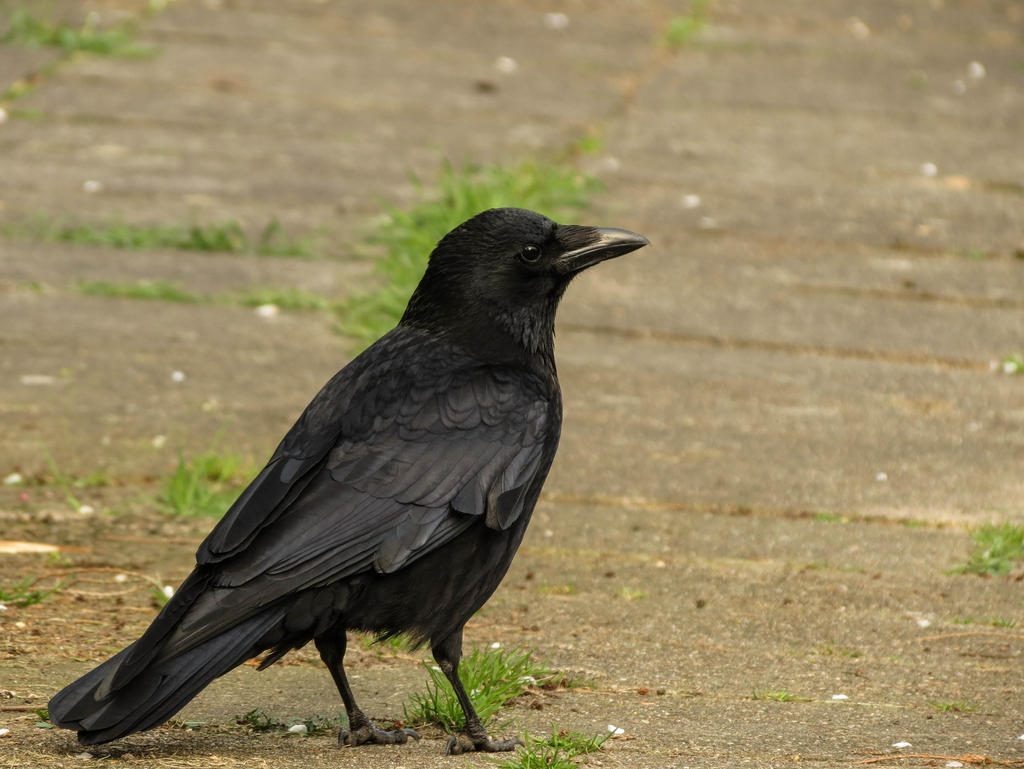 Carrion-crow3