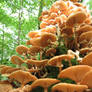 Mushroom 40