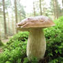Mushroom 51
