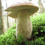 Mushroom 52