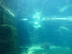 Underwater 1 by mrscats Underwater 1 by mrscats