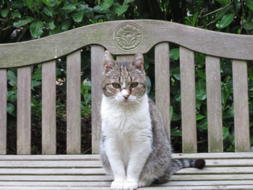 Cat of the bench