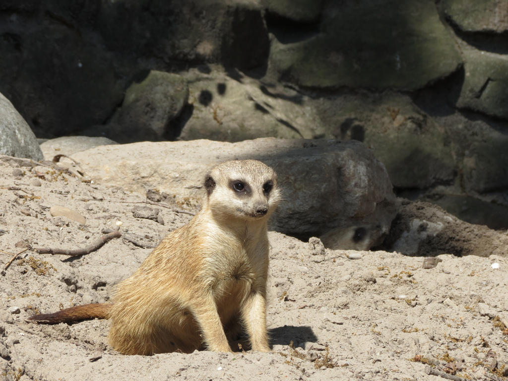 Meerkats 2