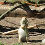 young Marmot 4