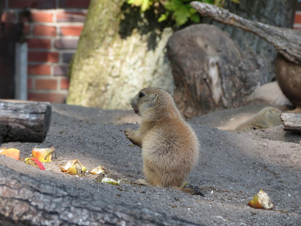 young Marmot 19