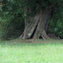 Tree Stump 9