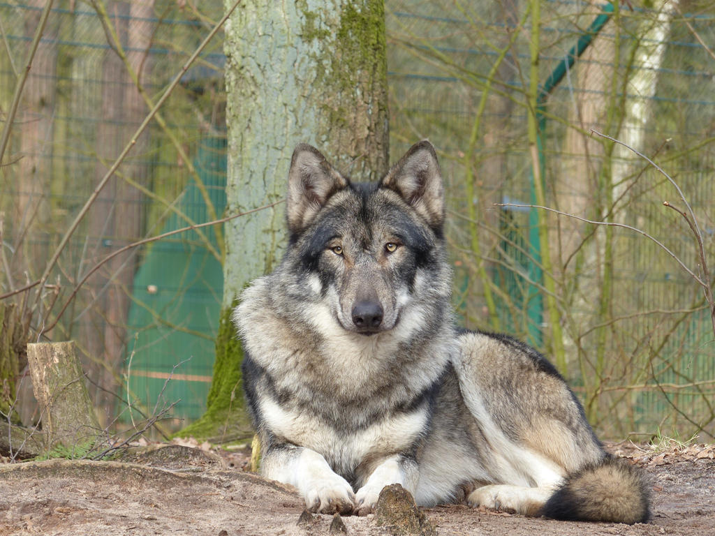Wolf 1 by mrscats