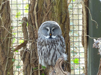 Owl 4 by mrscats