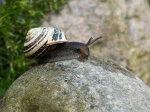 Snail 2 by mrscats