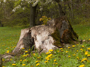 Tree Stump 3 by mrscats