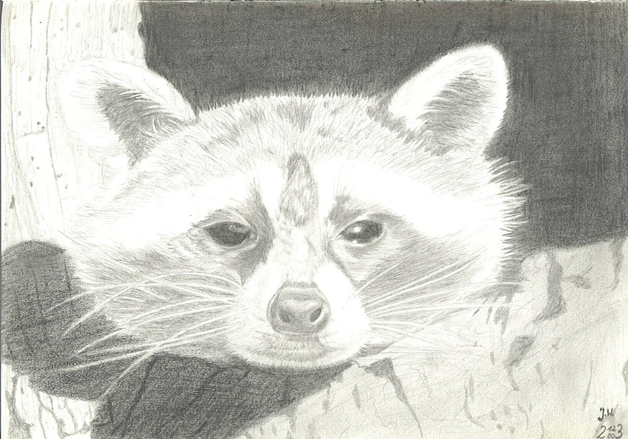 Racoon