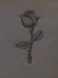 Black and white rose