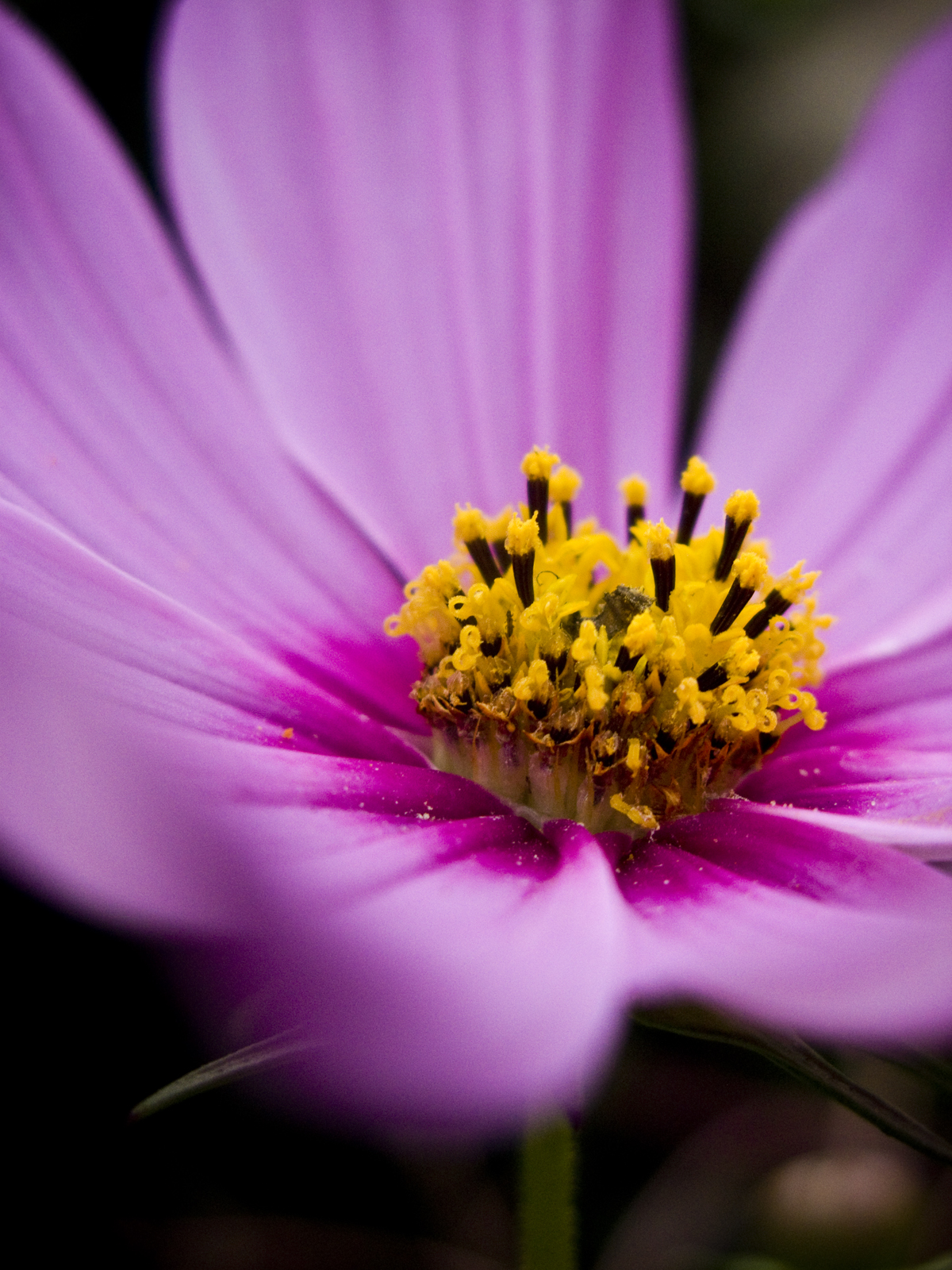 Pink Flower