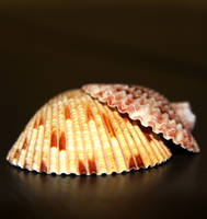 Shells 1