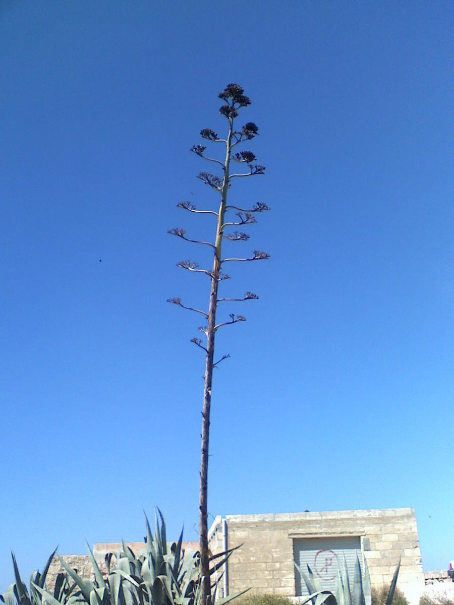 Funny Looking Tree by jen-den1 on DeviantArt