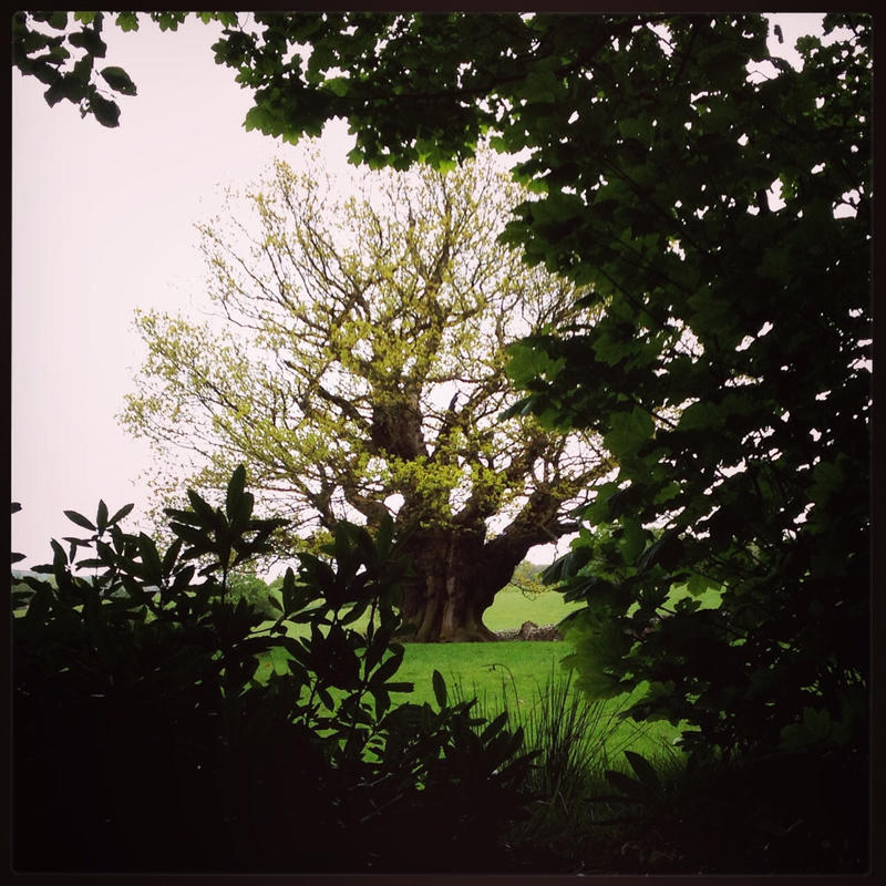 Oldest Tree in Burnley