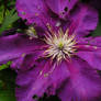 Purple Flower