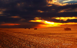 Harvest Skies