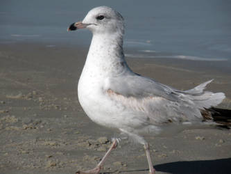 Sea Gull