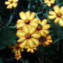 Yellow Daisies