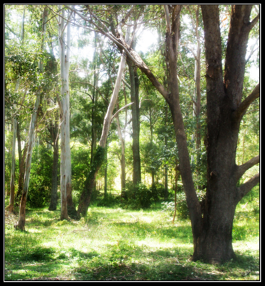 Australian Gum Trees