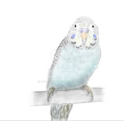 Blue Budgerigar