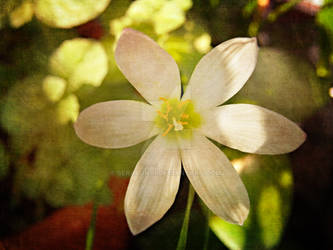 Crocus Flower