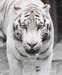 White Bengal Tiger