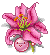 pink lilly - revamped by mintyy