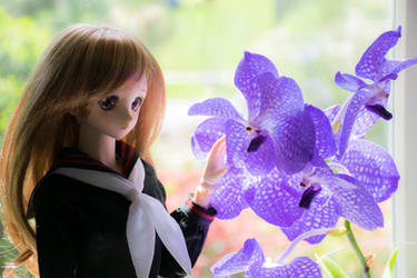 Yukino - Orchid Vanda