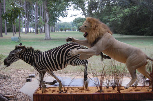 Lion w/ Zebra