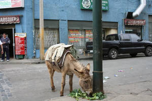 Burro in the streets