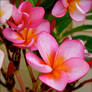 Plumeria