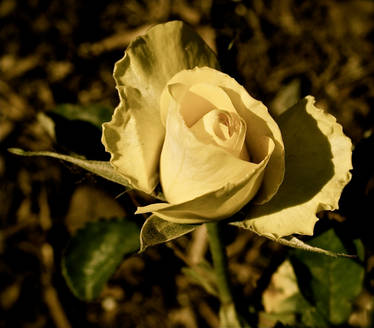 Antique Rose