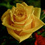 A Yellow Rose For Friendship
