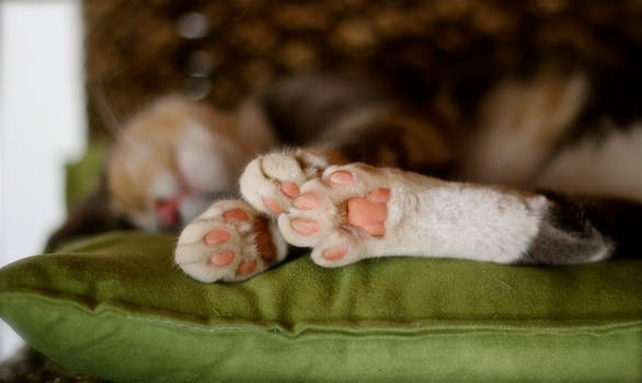 Little Pink Teddy Bear Paws