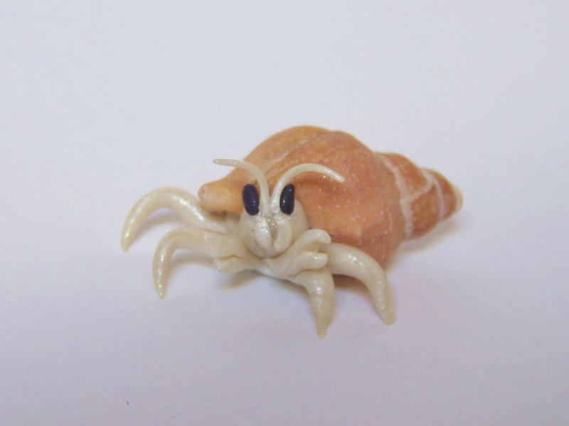 Hermit crab